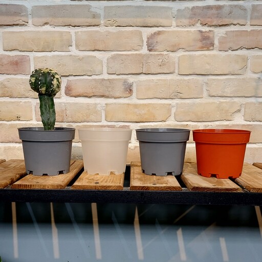 گلدان پلاستیکی پاچیرا