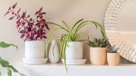 گلدان های پلاستیکی گلسا