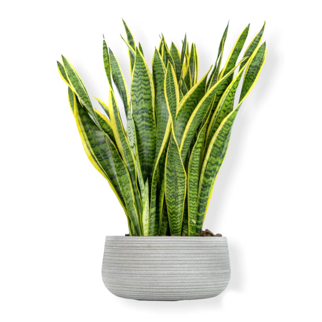 گلدان پلاستیکی بزرگ برای سانسوریا