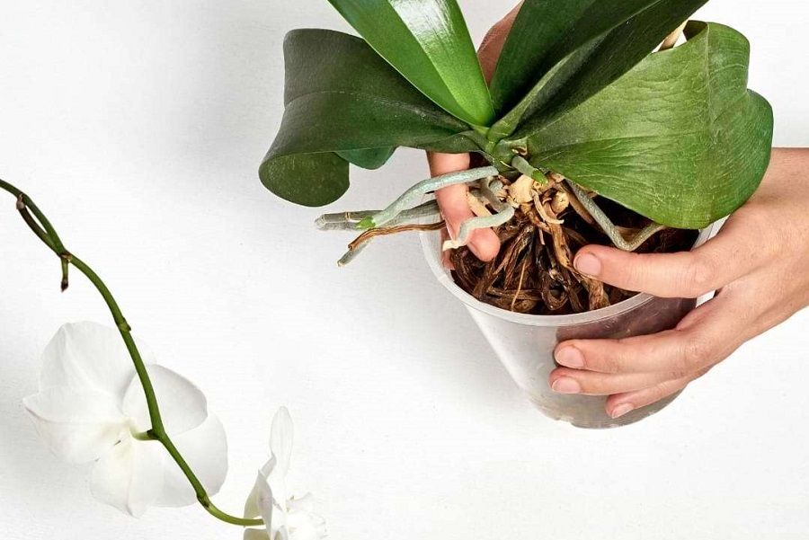 گلدان‌ های پلاستیکی شفاف دیجی کالا