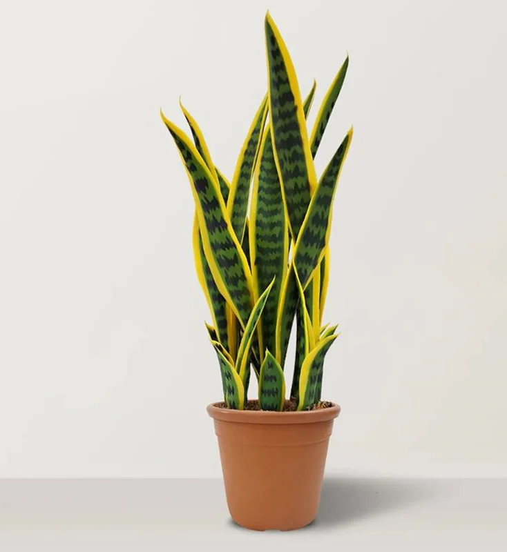 گلدان های پلاستیکی بزرگ