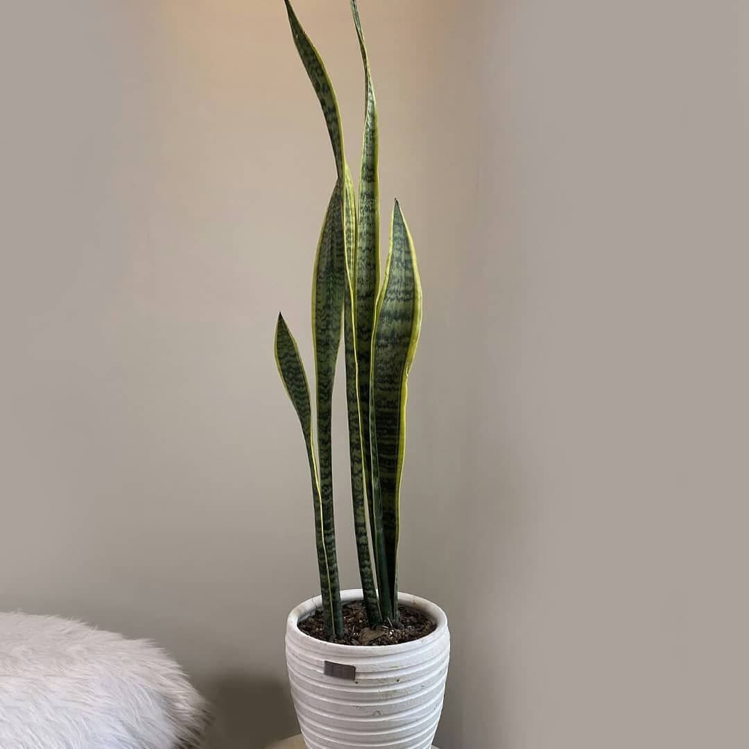 گلدان پلاستیکی بزرگ برای سانسوریا