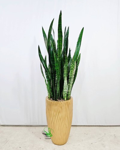 گلدان‌ های پلاستیکی بزرگ