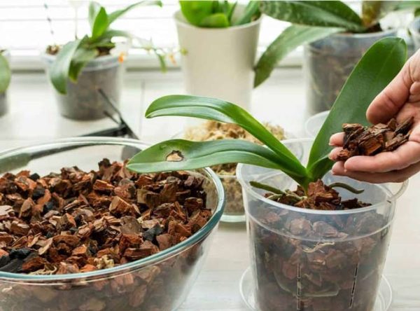 گلدان‌ های پلاستیکی شفاف دیجی کالا