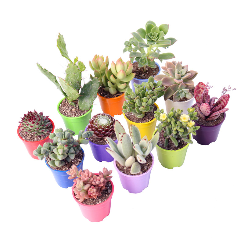 گلدان‌ های پلاستیکی فانتزی