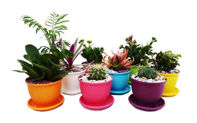 گلدان‌ های پلاستیکی فانتزی