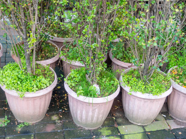 گلدان های پلاستیکی بزرگ