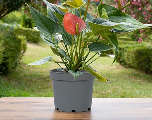 گلدان‌ های پلاستیکی پاچیرا