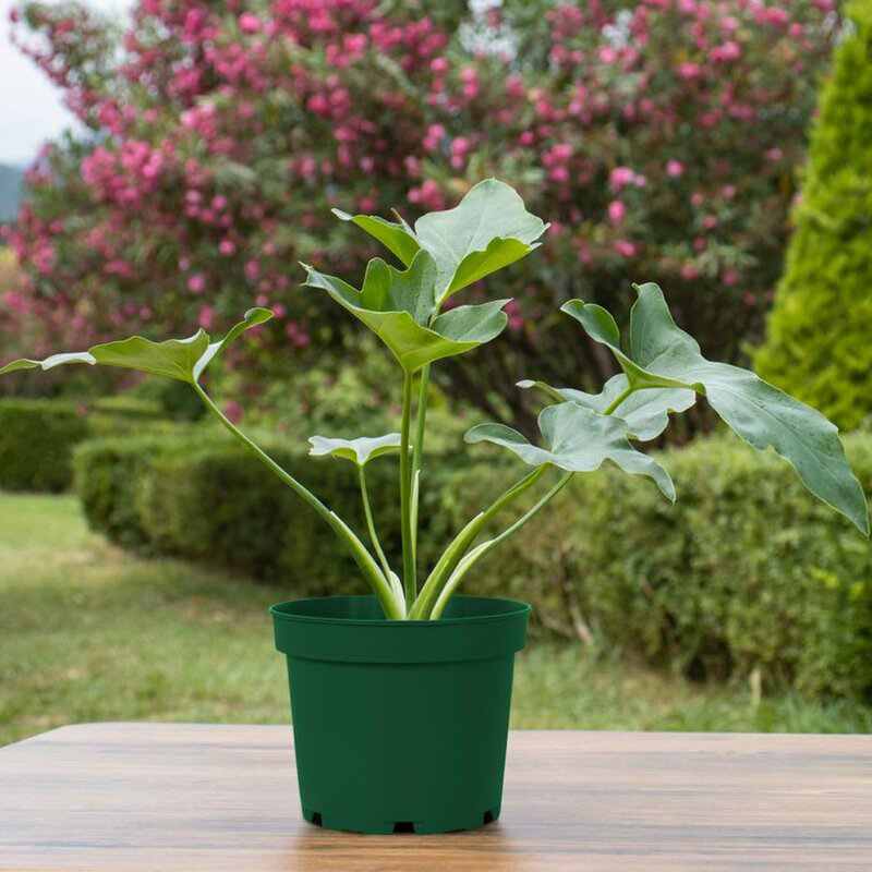 گلدان‌ های پلاستیکی پاچیرا