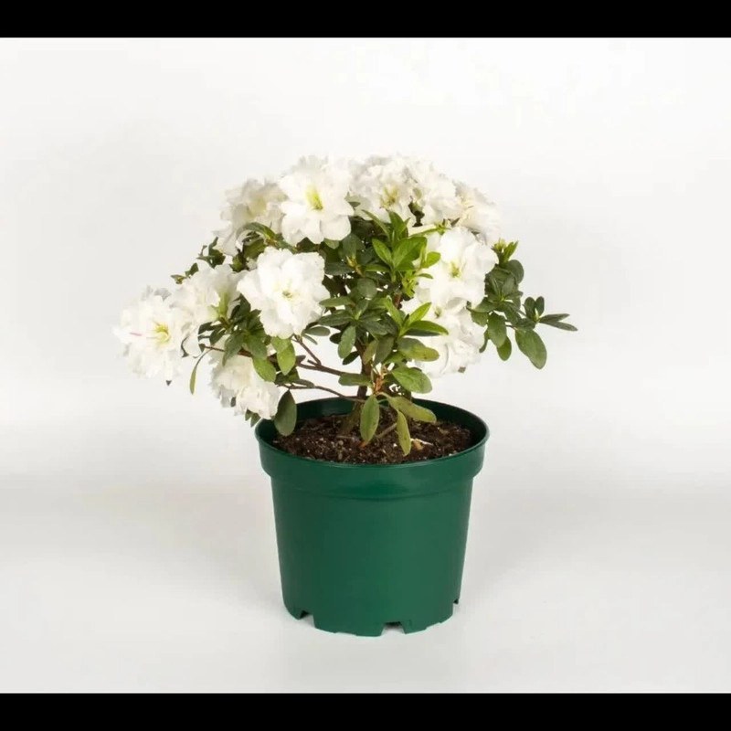 گلدان پلاستیکی پاچیرا