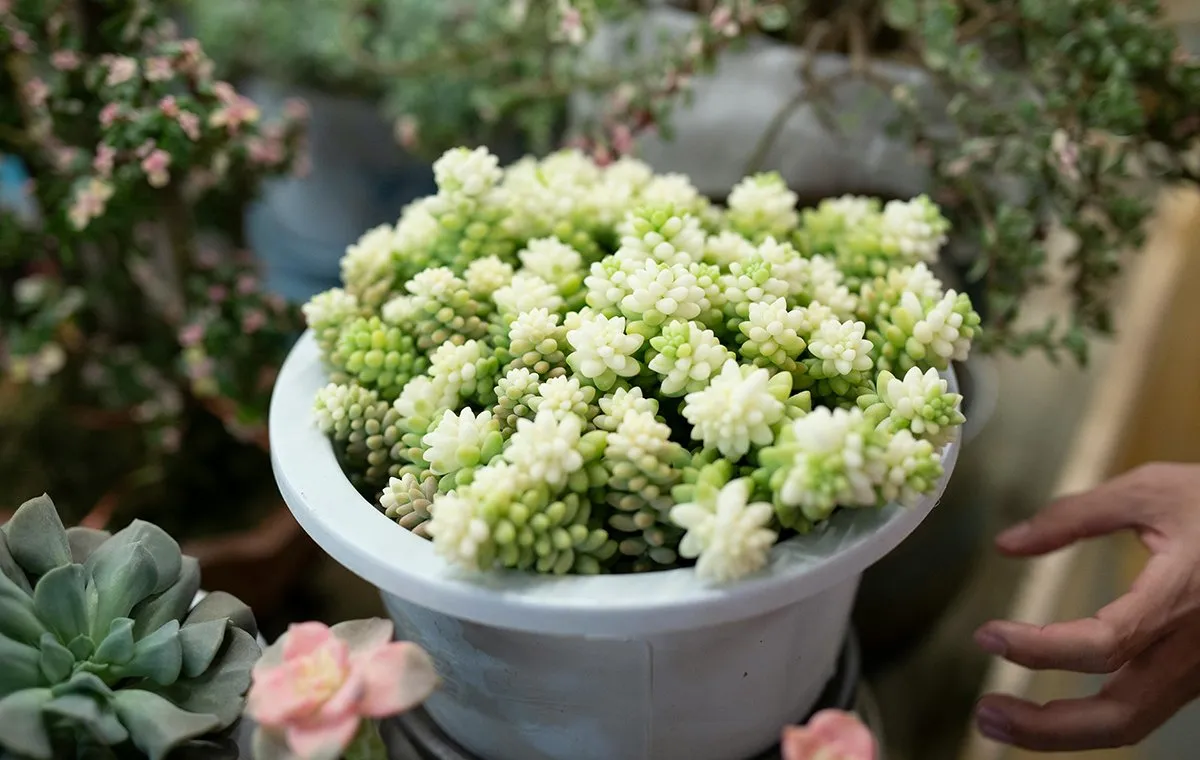 گلدان پلاستیکی