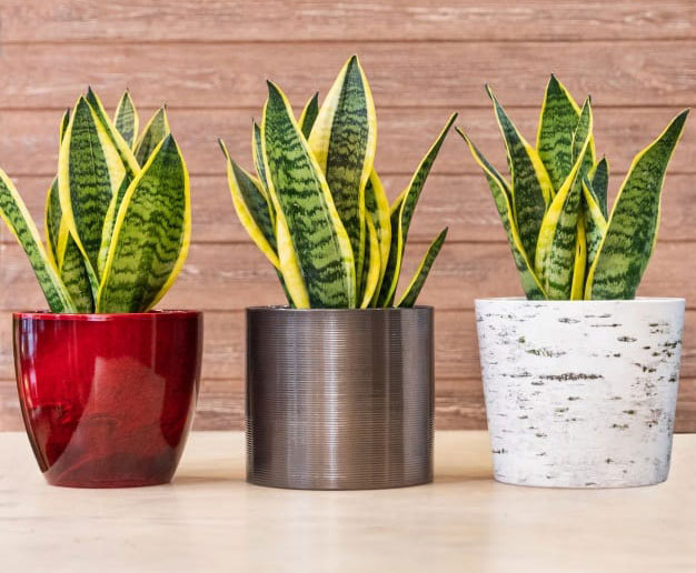 گلدان پلاستیکی برای سانسوریا