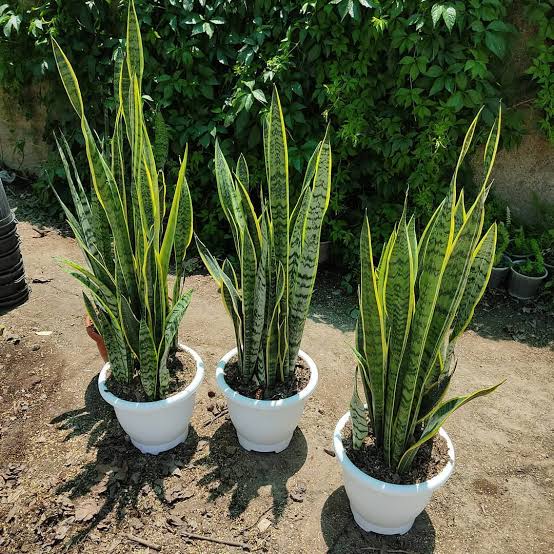 گلدان پلاستیکی برای سانسوریا