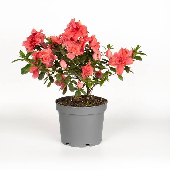 گلدان پلاستیکی پاچیرا