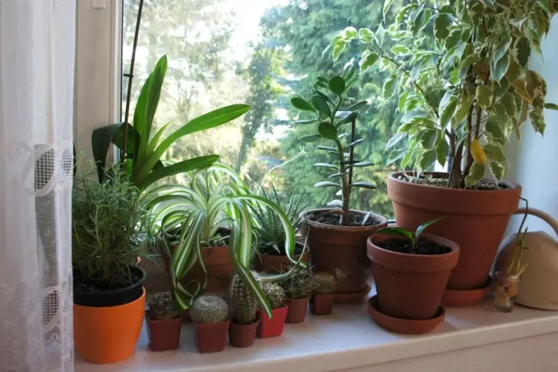 گلدان پلاستیکی