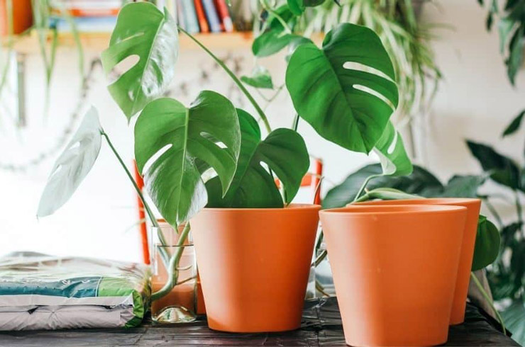 گلدان پلاستیکی