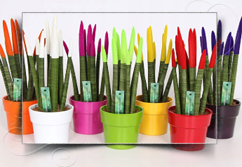 گلدان پلاستیکی رنگی