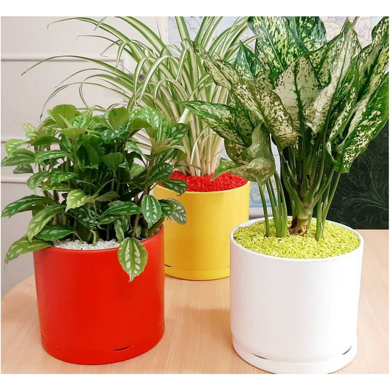 گلدان‌ پلاستیکی