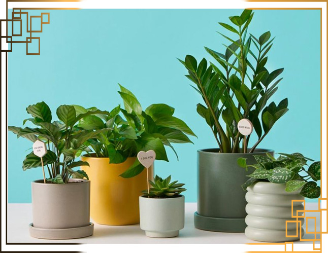 گلدان‌ های پلاستیکی