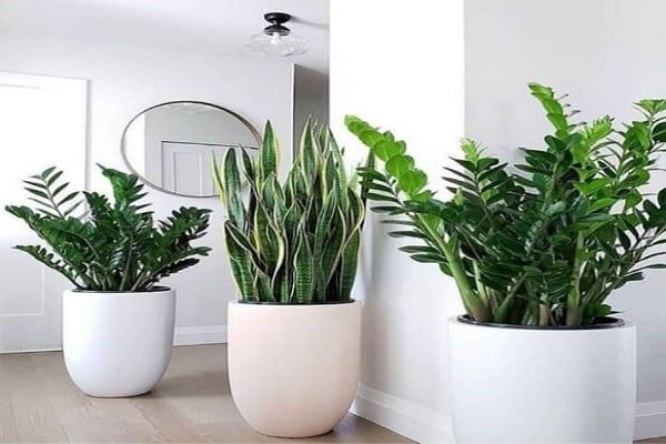 گلدان های پلاستیکی