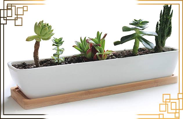 گلدان های پلاستیکی